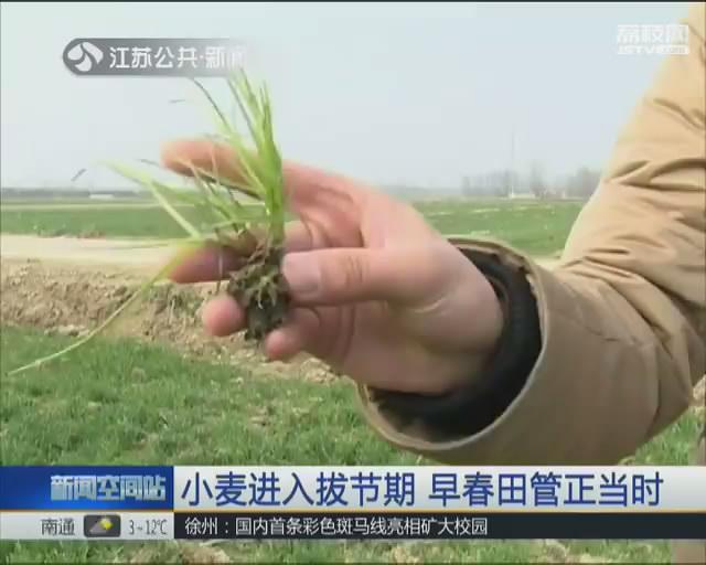 小麦进入拔节期 早春田管正当时