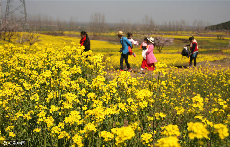 2017年3月14日,江苏省徐州市铜山区吕梁山上的油菜花进入盛开观赏期.