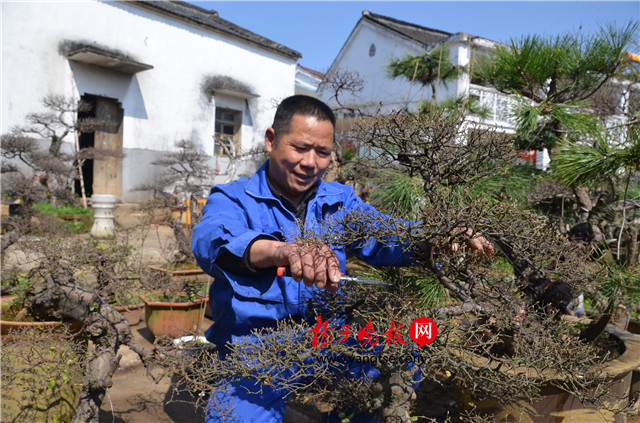 芮小春1 修剪盆景 高晓平 摄_副本.jpg