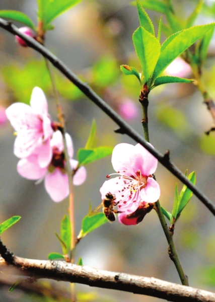 　　昨日苏城阳光明媚，街头、河边到处桃红柳绿，满目春色。王建中摄