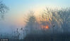 2017年3月4日，在江苏省南通市通州区城南一带出现大面积“平流雾”美景。阡陌晨曦，飘渺的“平流雾”雾气蒸腾，在乡间田园和房屋间缭绕，形成一幅美轮美奂，仿若人间仙境般的美丽画卷。殷福军/视觉中国
