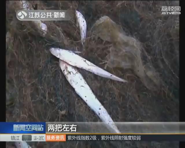 清明节后长江刀鱼开捕 第一网收获平稳