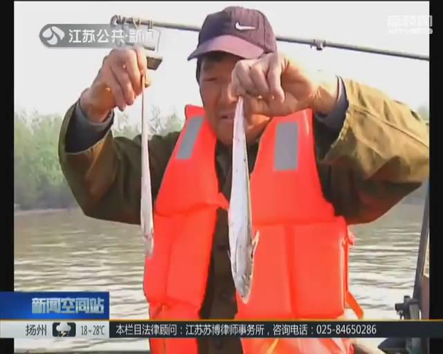 清明节后长江刀鱼开捕 第一网收获平稳