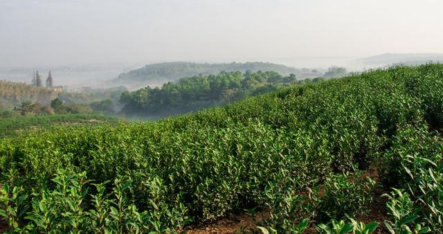 拓展产业链 创新促发展 丹徒找准“发力点”做强茶产业