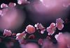 桃园——桃花之缘</p>
桃花是花中的镜子，一照桃花，便知凡俗。而与梅兰芳纪念馆一路相隔的桃园，就恰恰是春天带给世人的一面之缘。