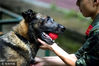 2017年6月20日，深圳，训练间隙，训导员方加林与警犬进行游戏，为它放松身体。