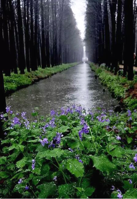【小苏说】梅子黄时雨 江苏那些浸润在雨中的山光水色