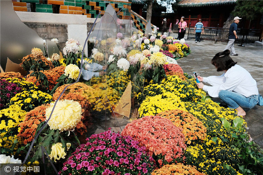 第九届北京菊花文化节开幕 1元门票即可入园观赏2017-09-25