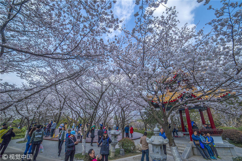 2017年3月25日,江苏徐州,彭园景区.樱花林.