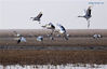 Red-crowned cranes are seen at a national nature reserve in Yancheng, east China's Jiangsu Province, Jan. 15, 2018. More than 600 red-crowned cranes migrate here every winter. (Xinhua/Wang Jianmin) 
