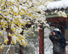 2018年1月25日，一场暴雪让古城南京美如诗画。