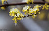 当地时间2013年3月13日，韩国江陵市弘济洞住宅区的生姜树上开花，春雪降临冰晶凝结在花朵上。