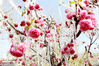 2013年4月8日，新疆哈密市街头含苞待放的梅花枝上结上了冰挂。