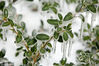 当地时间2013年12月9日，美国维也纳，暴风雪过后花草树木外表结上一层美丽的冰面。