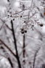 当地时间2013年12月9日，美国维也纳，暴风雪过后花草树木外表结上一层美丽的冰面。
