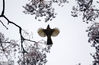 2018年1月29日，贵阳，在贵州省植物园的刺楸树上，许多鸟儿飞舞觅食，给寒冷的冬天增添了另一番美丽景致。