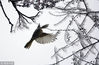 2018年1月29日，贵阳，在贵州省植物园的刺楸树上，许多鸟儿飞舞觅食，给寒冷的冬天增添了另一番美丽景致。
