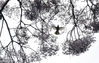 2018年1月29日，持续冰冻天气的贵州省贵阳市,被冰凌覆盖的田野山峦一片北国风光，在贵州省植物园的刺楸树旁，许多鸟儿上下飞舞，不停的在树上觅食，给寒冷的冬天增添了另一番美丽景致。秦刚/视觉中国