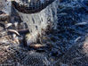 2018年1月24日，黑龙江大庆，腰玲湖位于黑龙江省大庆市杜尔伯特蒙古族自治县烟筒屯镇当奈村，面积1万多亩。这里是扎龙自然保护区的核心区，丹顶鹤的故乡，也是野生鱼类的天堂。这里水草丛生，芦苇围湖，在这里养鱼易养难捕，但丰富的天然饵料，育得鱼肥味美，经不住诱惑的养鱼人还是冒险把鱼种投到这里。
冬季，收获的季节到了。用大拉网将鱼从1米厚的冰下把鱼捞出来，当地人叫冬捕。