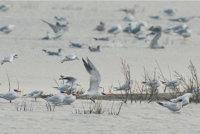 山东青岛：候鸟迁徙季 成群鸥鹬起舞沿海湿地