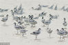 2018年10月9日，反嘴鹬过境青岛胶州湾湿地停留觅食，与本地繁殖的反嘴鹬汇集成大群补充体能准备南迁。