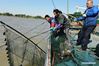 Crab farmers collect crabs on the Yangtze River in Zhenjiang, east China's Jiangsu Province, Oct. 10, 2018. The official crab harvesting season will last from Oct. 10 to Nov. 9 in the Jiangsu Section of the Yangtze River. (Xinhua/Shi Yucheng)