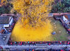 2015年11月21日，西安市，1400年古银杏落叶成金毯，周末吸引游人排队参观。