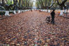 2017年11月18日清晨，一场风雨过后，南京东南大学校园内的梧桐树叶纷纷落下，好似“地毯”均匀地铺在道路上。