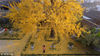 2017年12月6日，江苏扬州市琼花观，游客在观赏百年古银杏树。