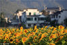 2018年10月13日，安徽黄山，在徽州蜀源村拍摄的金黄灿灿的向日葵花。