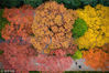 2018年10月13日，南京，金秋十月，南京明孝陵景区石象路神道的植被色彩斑斓，秋景如画。