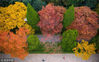 2018年10月13日，南京，金秋十月，南京明孝陵景区石象路神道的植被色彩斑斓，秋景如画。