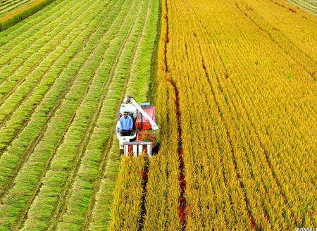 Rice harvested in east China's Jiangsu