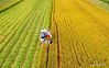 A farmer drives a reaper harvesting rice in the field of Chahe Town in Huai'an, east China's Jiangsu Province, Oct. 13, 2018. (Xinhua/Chen Kai)