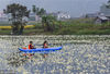 2018年10月14日，广西河池，都安瑶族自治县澄江河上大面积海菜花绽放，形成一道独特的生态景观。