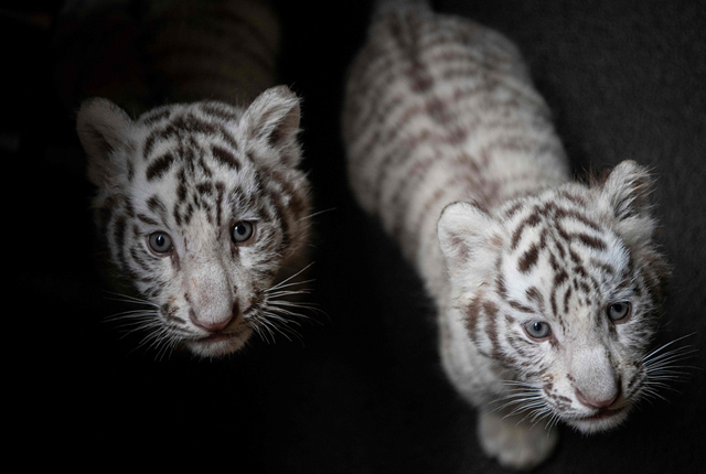 云南野生动物园白虎三胞胎亮相 憨态可掬招人喜爱