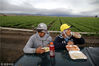 当地时间2017年4月17日，美国加州金城，两名墨西哥移民农场工人在采摘长叶莴苣的间隙吃东西。