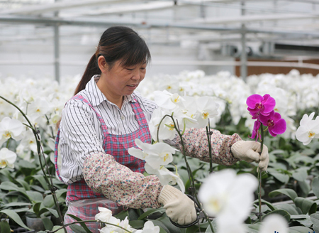 Huai'an’s butterfly orchid alleviates poverty