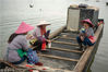2018年10月16日下午，广东惠州，惠东县铁涌镇赤岸村的考洲洋沿岸一片忙碌景象。小木船在密密麻麻的蚝排间穿梭，成串的生蚝被村民拖上岸。