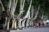 2018年10月17日，南京，游人在玄武湖公园的梧桐树下游览。