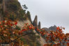 2018年10月19日，安徽黄山风景区，秋色与云海映衬着青松与黛石，景色迷人。