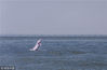 2018年8月7日，珠海，一只成年中华白海豚突然跃出海面，背景不远处正是雄伟的港珠澳大桥。张由琼/视觉中国