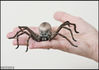 2012年11月1日消息（具体拍摄时间不明），这种蜘蛛可能看起来并不诱人，但是它确实非常美味。这只七英寸宽的蛛形纲动物看起来栩栩如生，但实际上，它是由糖和一种坚硬的生面团做成的，蒂龙·雅克在塞西莉亚的网站上看到一系列可怕可食用蜘蛛后，请肯特郡的塞西莉亚·查尔默斯制作了这只令人毛骨悚然的蜘蛛。塞西莉亚使用一种特殊的胶水将各部分组合在一起，然后用食用色素和笔刷为蜘蛛的数百个毛发上色。