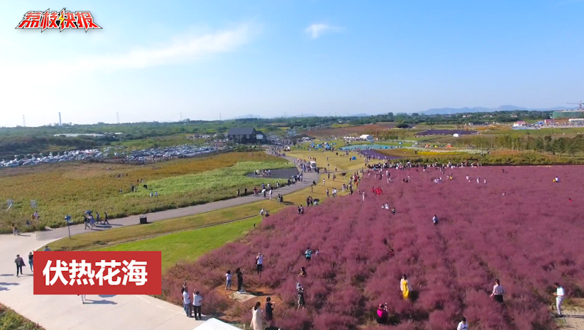 国庆假期看花海！伏热花海接待10余万游客