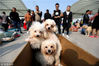 2018年10月7日，江苏淮安，举办第一届宠物文化节，向广大市民倡导文明养宠，规范养宠。