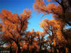 2018年10月8日，夕阳余晖映照下的内蒙古额济纳自治旗胡杨林景区。