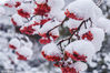 2018年11月9日，黑龙江佳木斯，汤原县降下今年冬天首场大雪，皑皑白雪与枝头红豆形成鲜明对比，红豆鲜红如血。