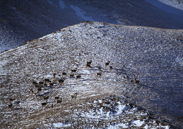 新疆博尔塔拉：盘羊雪山觅食