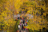2018年11月10日，游客在南京钟山风景名胜区明孝陵神道上赏景游览。