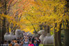 2018年11月10日，游客在南京钟山风景名胜区明孝陵神道上赏景游览。苏阳/视觉中国